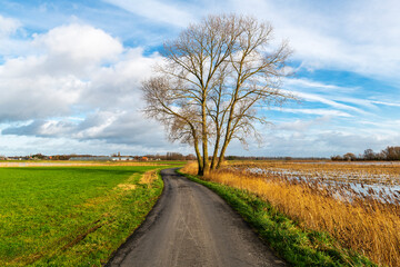 Country road with lonely tree in Gistel, West Flanders, Belgium.