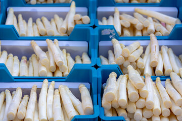 Selective focus of fresh Dutch white asparagus (Asperge) in blue basket on market stall, A...