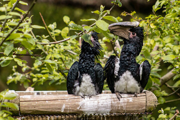 A pair of black-and-white-casqued hornbills in a zoo exhibit. Two birds in an artificial nest. Couple of birds, big beak, exotic species