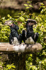 A pair of black-and-white-casqued hornbills in a zoo exhibit. Two birds in an artificial nest. Couple of birds, big beak, exotic species