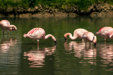 Naklejka premium Pink flamingos in the water. A big bird with long legs in a pond. Flamingos looking for food in the water.