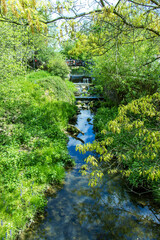 Vertical photo of the park. A small stream flowing through a wooded landscape. Summer, sunny day, nature, park, stream.