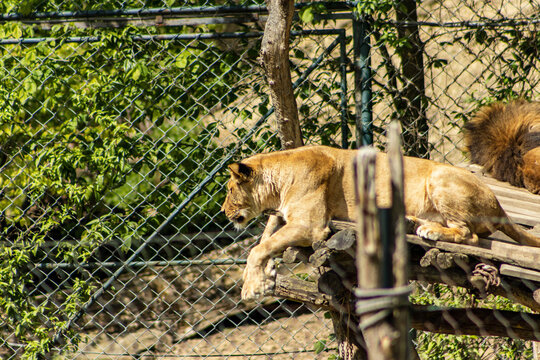A lioness resting on a wooden platform in a zoo exhibit. Side view of a lioness. Animal, beast
