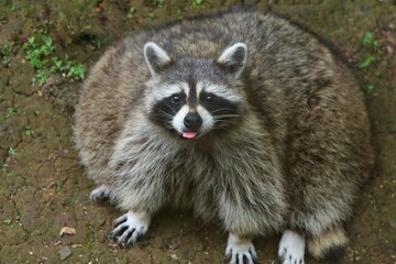 A fat raccoon sits on the ground looking at the camera