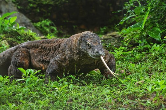a komodo dragon wandering in the bush