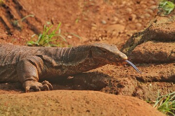 a salvator lizard crawling on the rocks during the day