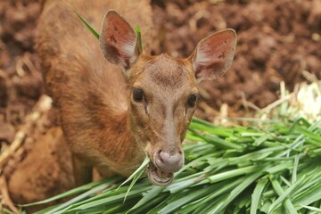 portrait of a timor deer eating grass at a zoo
