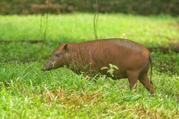 A babirusa wanders around in the thicket