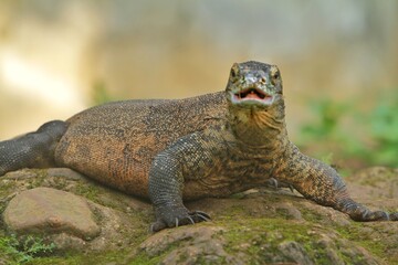 a young Komodo dragon crawling on a rock while looking at the camera in a bored mood