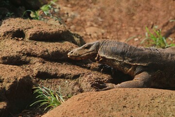 a salvator lizard crawling on the rocks during the day