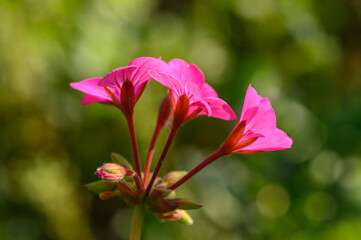 Obraz premium Close-up geranium flower in red color. Dark red flowers.3