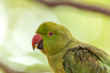 Rose-ringed Parakeet (Psittacula krameri) - Barcelona's Unexpected Visitor