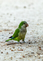 Monk Parakeet (Myiopsitta monachus) - Invasive Charmer of Madrid