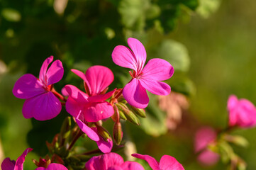 Close-up of red geraniums at sunset