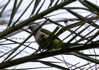 Monk Parakeet (Myiopsitta monachus) - Invasive Charmer of Madrid