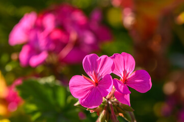 Close-up of red zonal geranium flower with dark blurred background