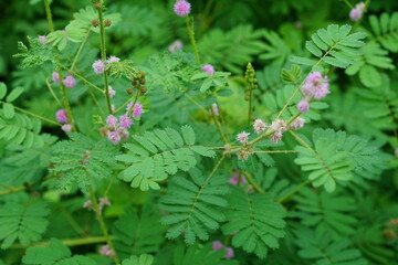 Putri Malu or Mimosa pudica L is a short shrub belonging to the legume tribe which is easily recognized because its leaves can quickly close or wilt. nature background