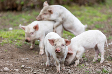Georgia. Senaki. Farm animals are a herd of piglets.