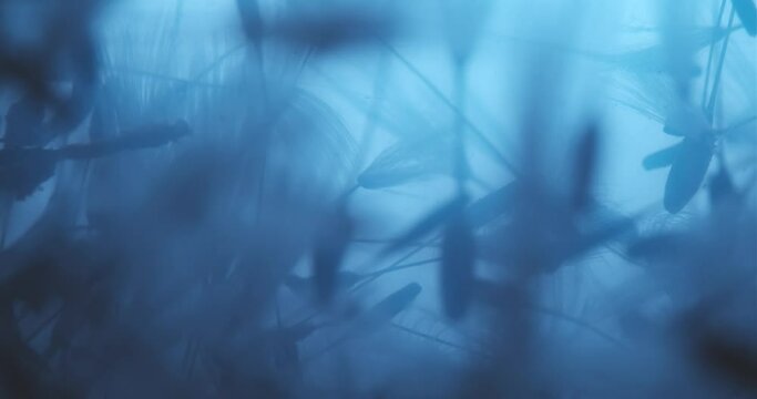 Floral Abstract Composition Submerged in Cyan Liquid