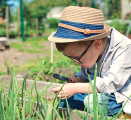 Little boy with magnifying glass in hand outdoors looking at plants. A schoolboy in a lesson studies plants on a sunny day. Boy in hat in blue pants and gray shirt