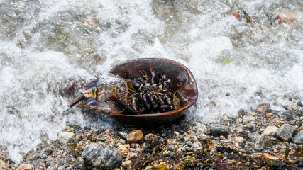 An Atlantic horseshoe crab is caught amidst the splash of waves on a rocky beach, seemingly flipped onto its domed carapace