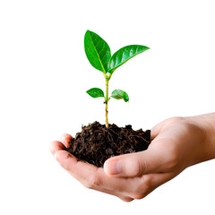 Hands holding a plant. Transparent Background