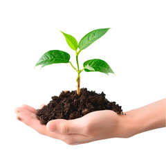 Hands holding a plant. Transparent Background