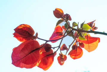 ramo di Bougainvillea