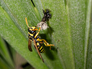 Vespa al cantiere del nido