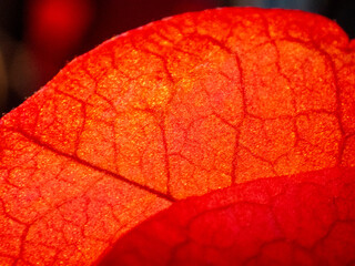 Petalo di Bougainvillea in controluce