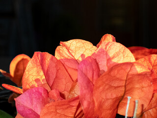tonalit&agrave; di rosso arancio nei petali di bougainvillea 