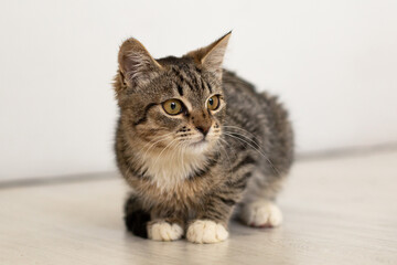 Little tabby kitten looking to the side