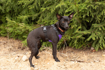 A small black dog stands against a background of green spruce. The dog is attentive, ears erect.