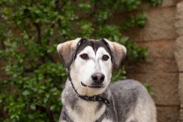 Portrait of a gray dog ​​against the background of a green bush and a brick fence.