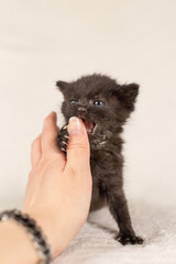 Little black fluffy kitten plays with hand