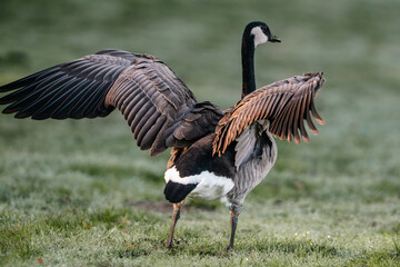 Canada goose stretching its wings on a winter morning