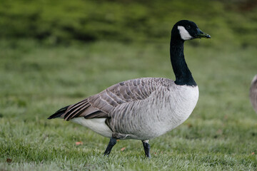 Canada goose, pacific northwest winter morning 