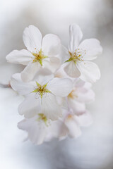 Obraz premium White Cherry Blossom Yoshino Flowering Cherry Flower Prunus X Yedoensis