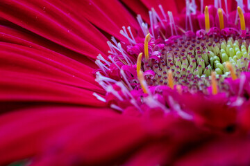 Gerbera jamesonii is indigenous to South Eastern Africa and commonly known as the Barberton daisy, the Transvaal daisy, and as Barbertonse madeliefie in Afrikaans