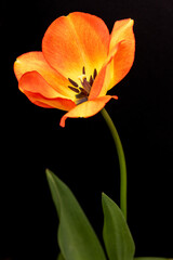 orange tulip on black