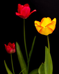 Fototapeta premium three tulips