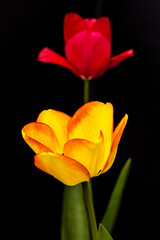 Fototapeta premium tulip on black