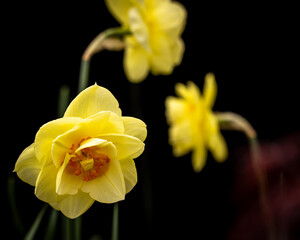 Fototapeta premium Yellow daffodil on black