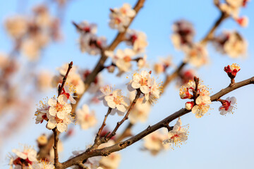 Flowers and flowering trees in early spring. Spring background with copy space