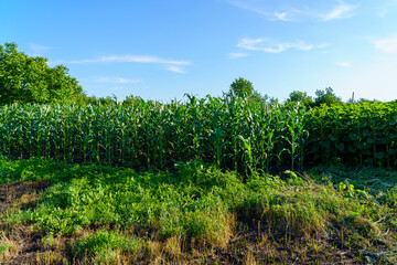 Obraz premium A field of corn is shown with a clear blue sky in the background