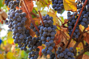 Ripe grapes for wine production. Background with selective focus and copy space