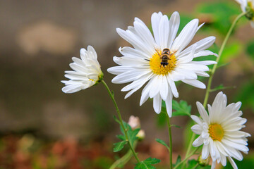 A white flower with a bee on it