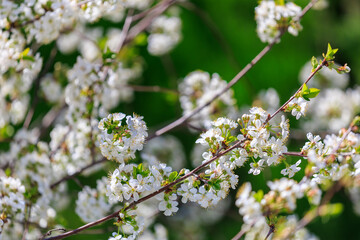 A tree with white flowers is in full bloom