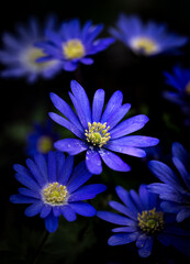 blue flower