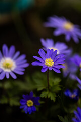 blue flower